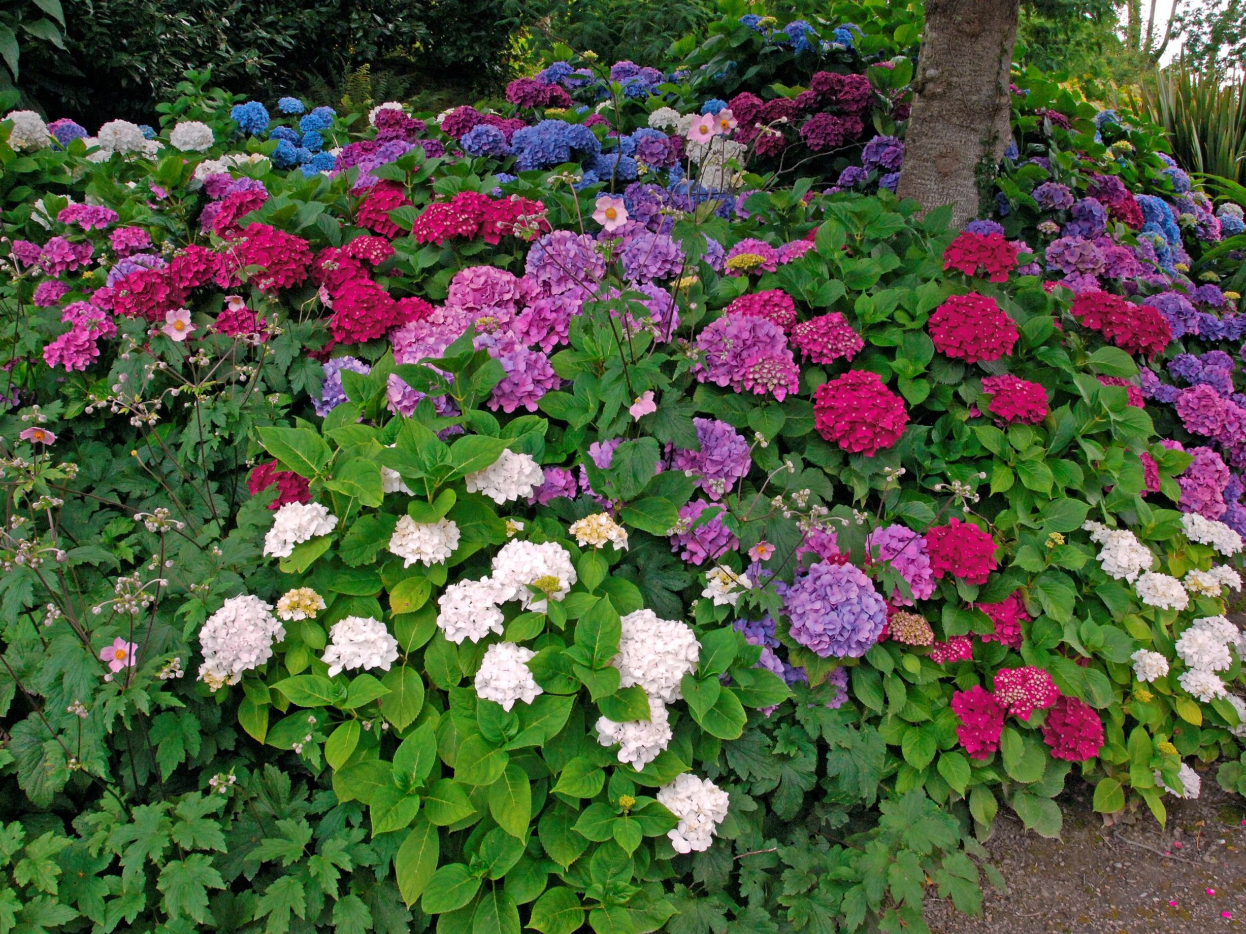 Lire la suite à propos de l’article Hello Fleurs Gourdon – l’Hortensia