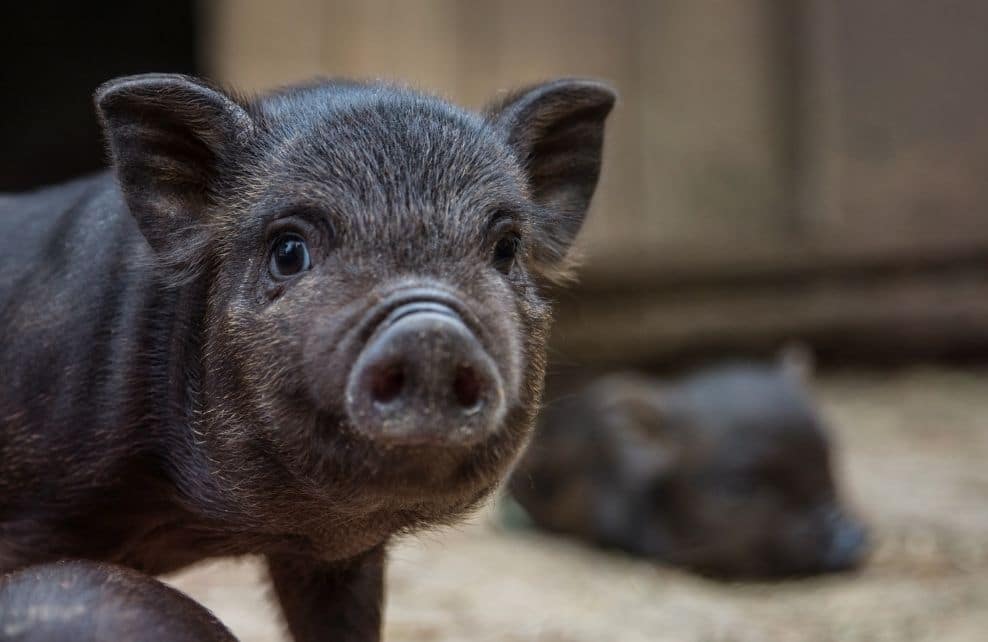 Lire la suite à propos de l’article Ferme d’Ellia Sarlat – Le cochon vietnamien