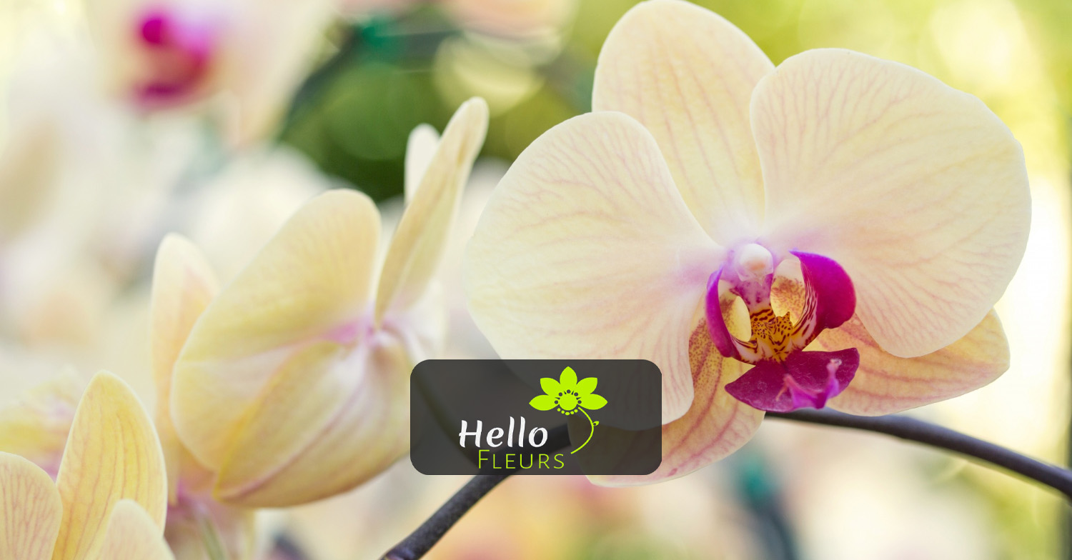 Hello Fleurs Gourdon - L'orchidée