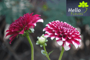 Lire la suite à propos de l’article Hello Fleurs Gourdon – L’élégance des fleurs d’automne