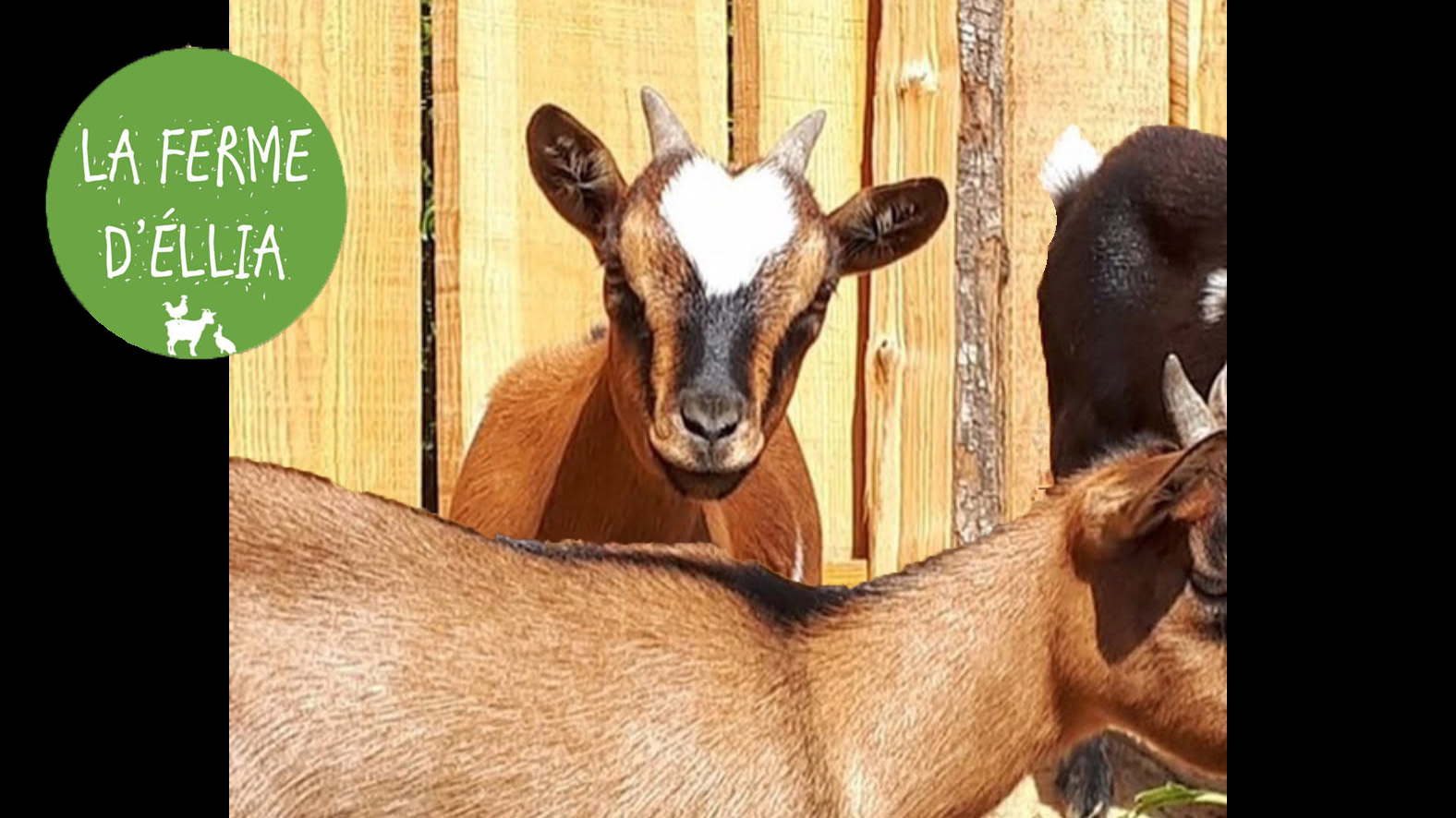La Ferme d'Ellia Sarlat - Les chèvres naines