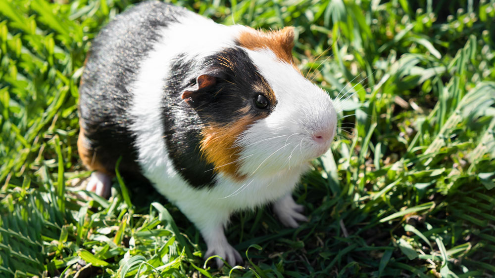 Ferme d'Ellia Sarlat - Le cochon d'Inde